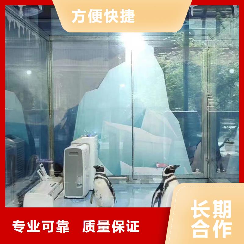 海洋主題動物表演海豚表演從業(yè)經(jīng)驗(yàn)豐富