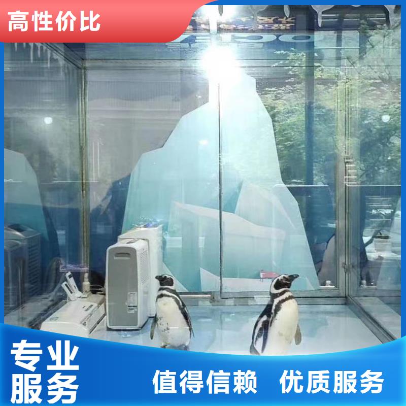 海洋主題動物表演,【企鵝表演出租】口碑商家