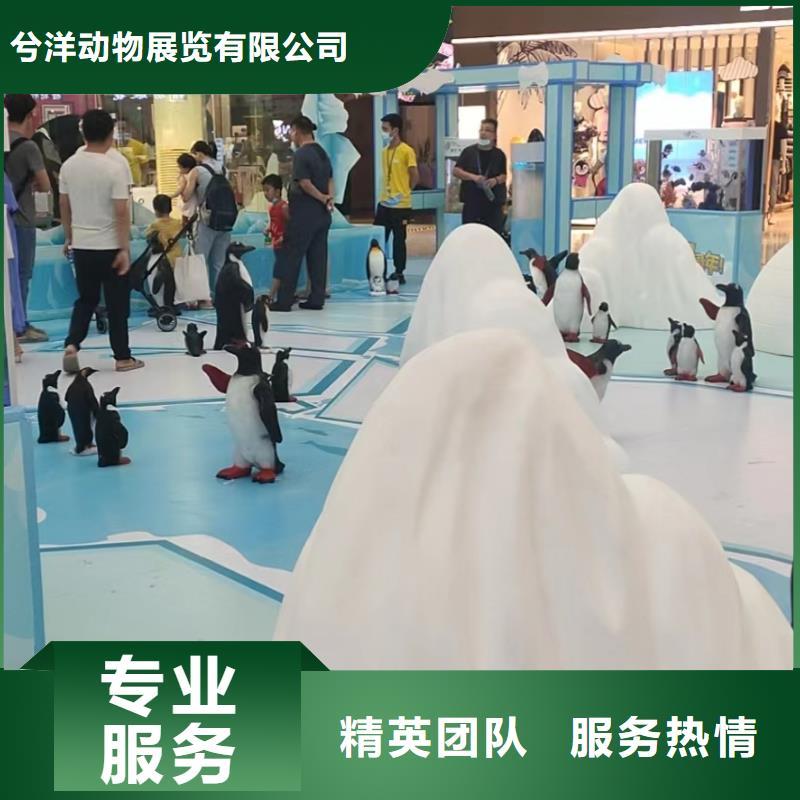 海洋主題動(dòng)物表演小馬戲出租誠信經(jīng)營