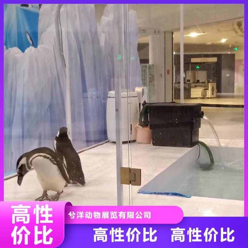 海洋主題動(dòng)物表演美人魚(yú)表演收費(fèi)合理