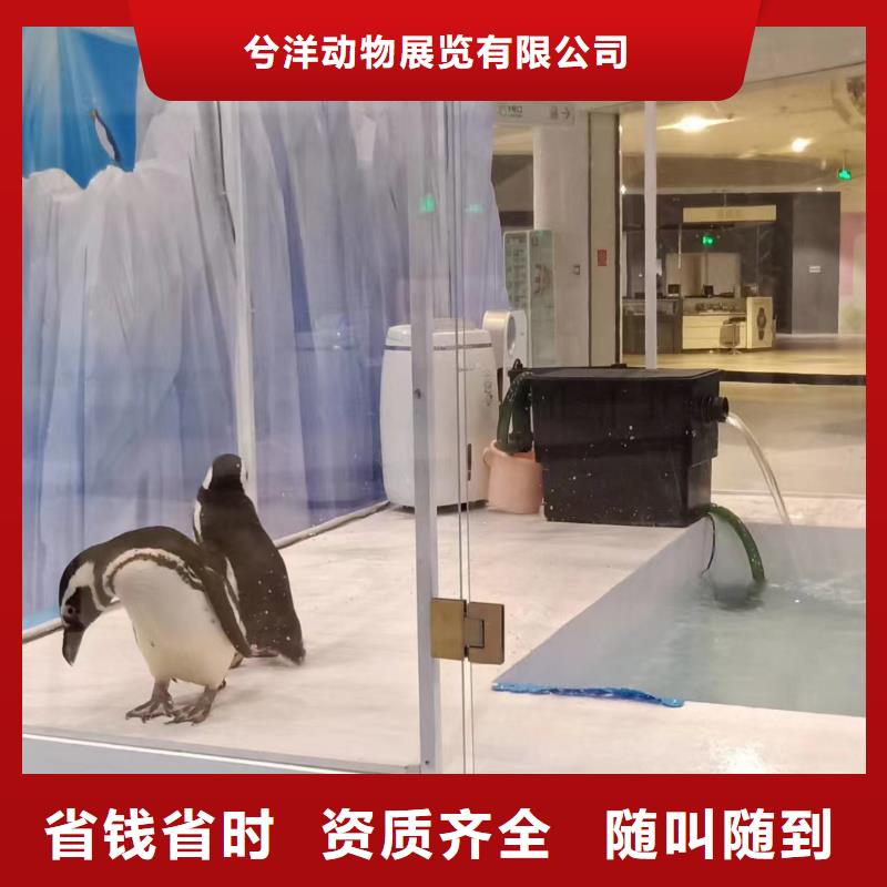 海洋主題動(dòng)物表演出租海獅表演一站搞定