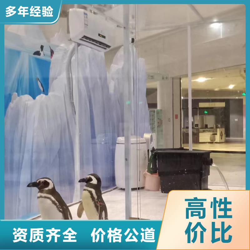 海洋主題動物表演【馬戲團表演】經(jīng)驗豐富