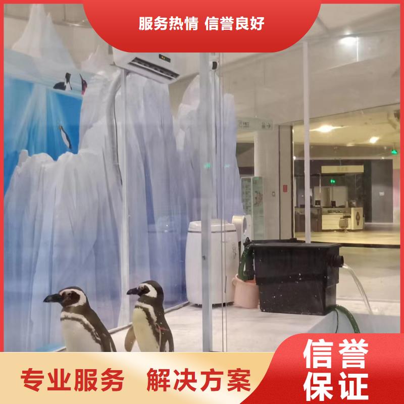 海洋主題動物表演【出租表演羊駝】技術(shù)成熟