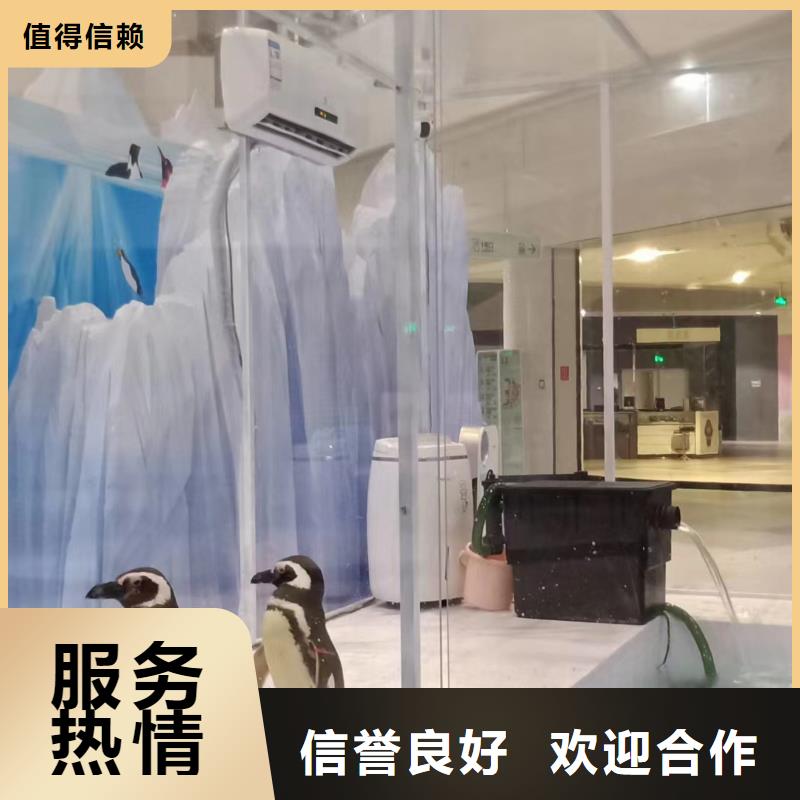 海洋主题动物表演动物杂技表演租赁专业团队