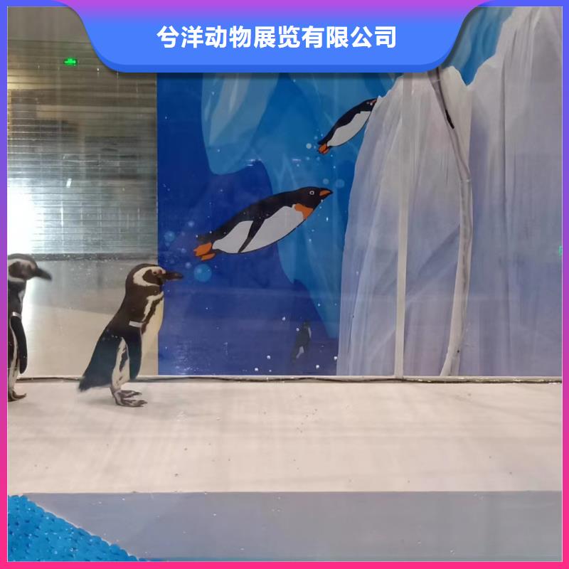 海洋主題動(dòng)物表演出租海獅表演一站搞定