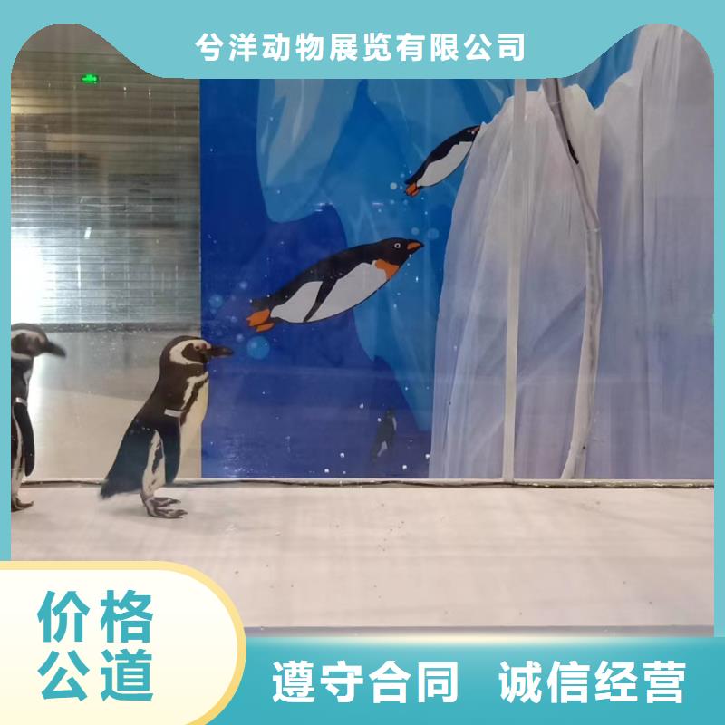 海洋主题动物表演 小香猪宠物出租长期合作
