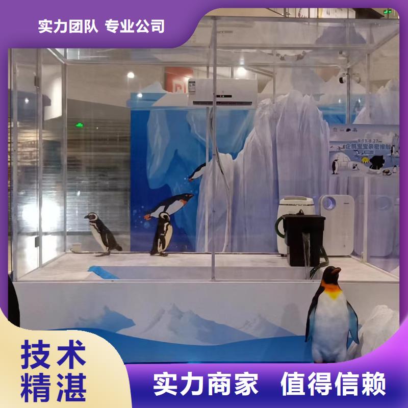 海洋主题动物表演,出租表演企鹅高品质