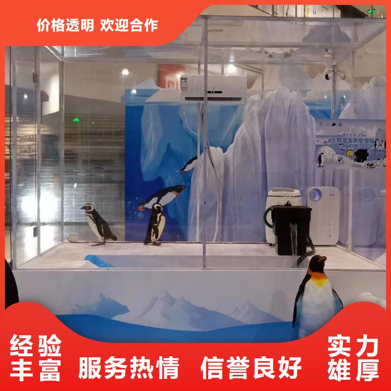 海洋主题动物表演海豚表演从业经验丰富