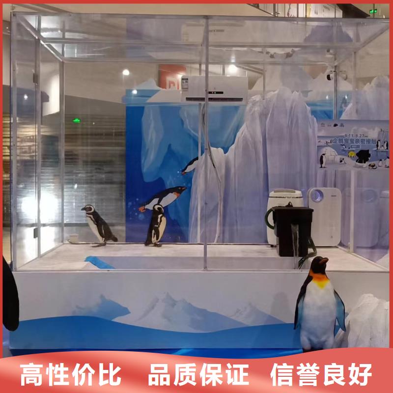 海洋主题动物表演小香猪宠物出租知名公司