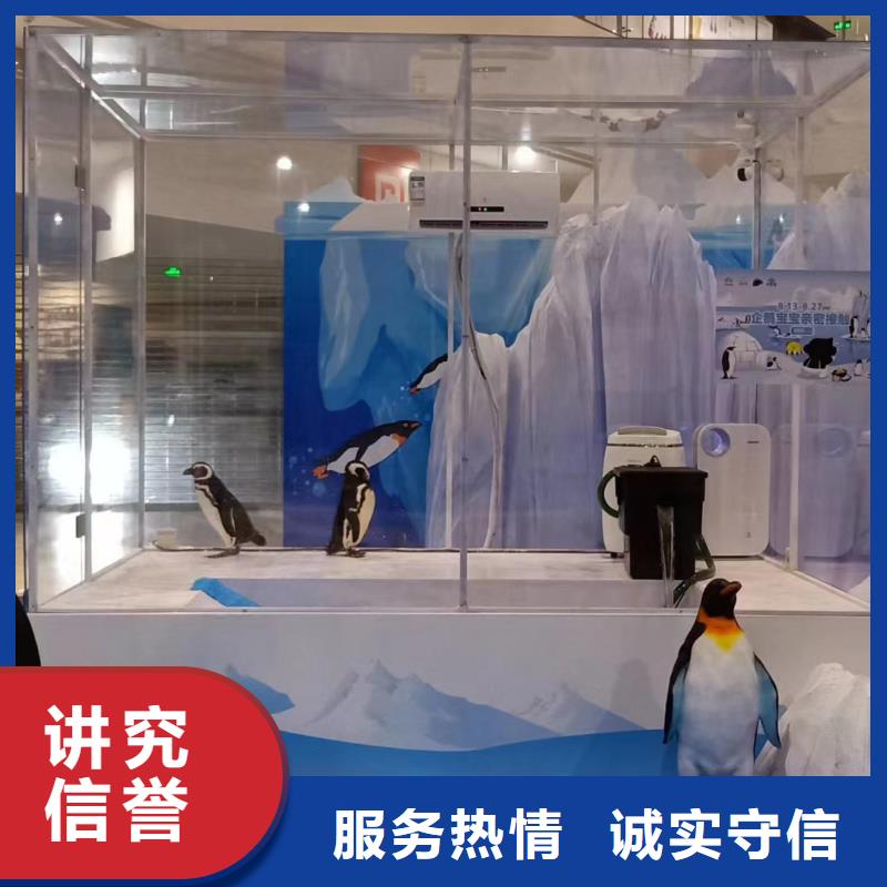 海洋主題動物表演【出租表演羊駝】技術(shù)成熟