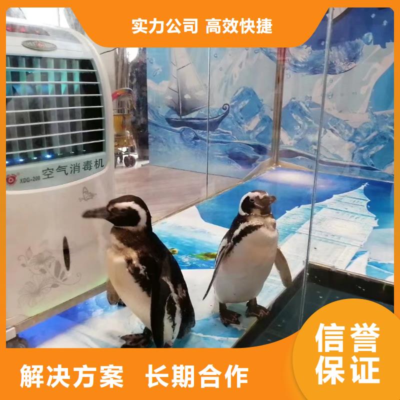 海洋主题动物表演表演动物出租技术比较好