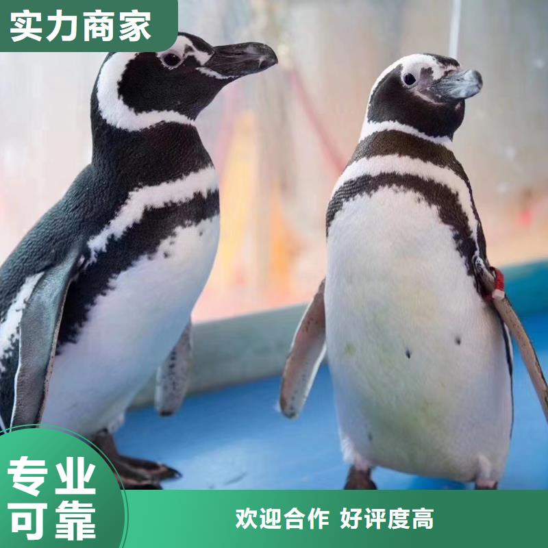 海洋主题动物表演-企鹅出租表演一站式服务