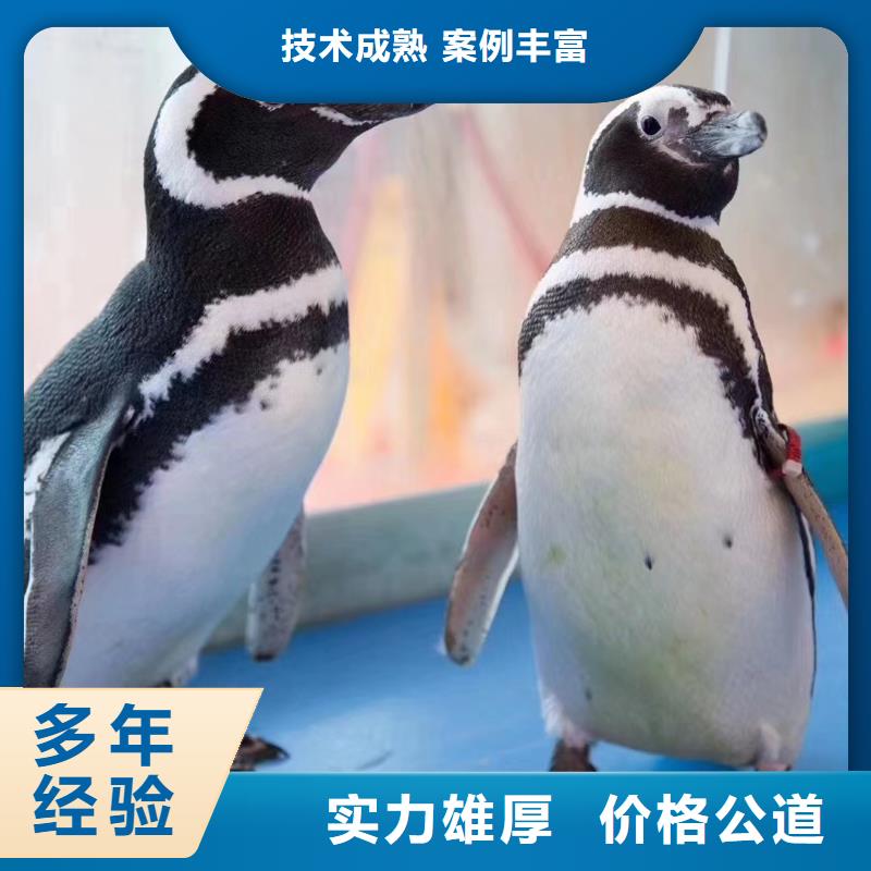 海洋主題動(dòng)物表演動(dòng)物雜技表演租賃專業(yè)團(tuán)隊(duì)