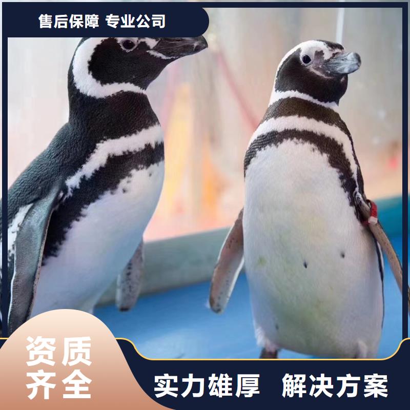 海洋主题动物表演 动物表演靠谱商家