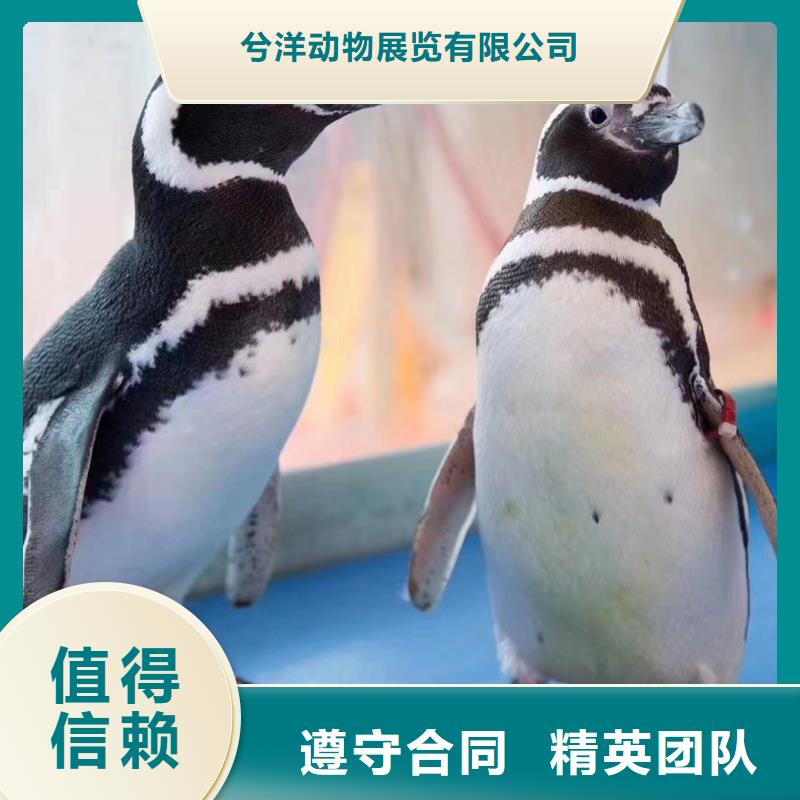 海洋主題動(dòng)物表演_小馬戲表演出租專業(yè)