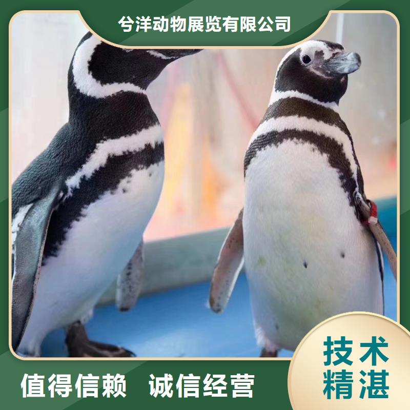 【海洋主題動(dòng)物表演】【海獅租賃表演】品質(zhì)卓越