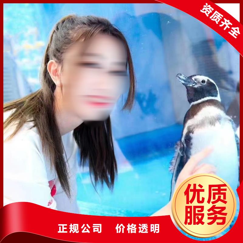 海洋主題動物表演_小馬戲出租比同行便宜