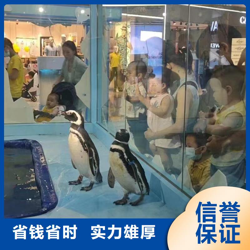 海洋主題動物表演動物雜技表演租賃快速