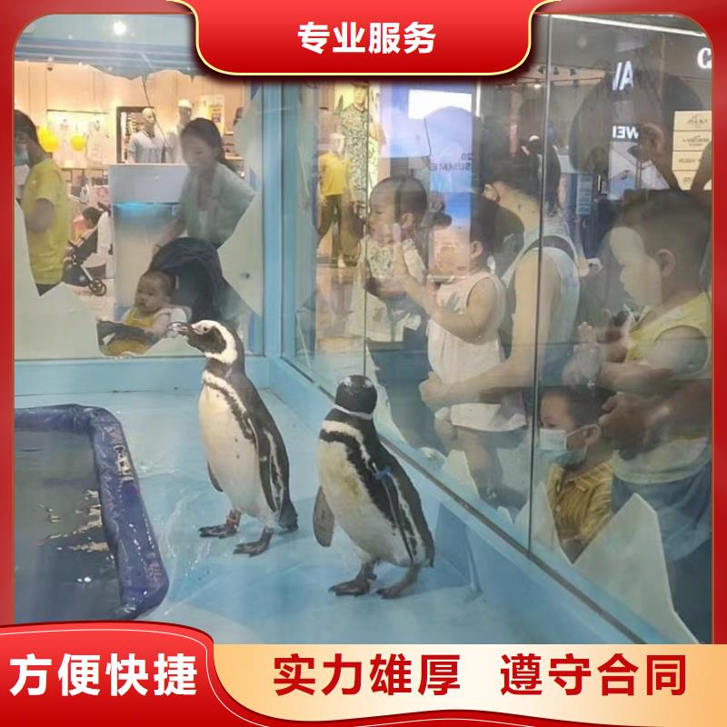 海洋主题动物表演小香猪宠物出租快捷