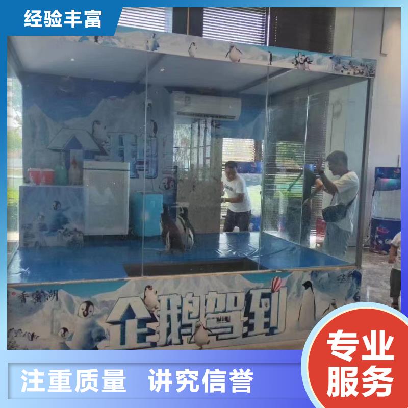 海洋主題動(dòng)物表演海獅表演租賃實(shí)力公司