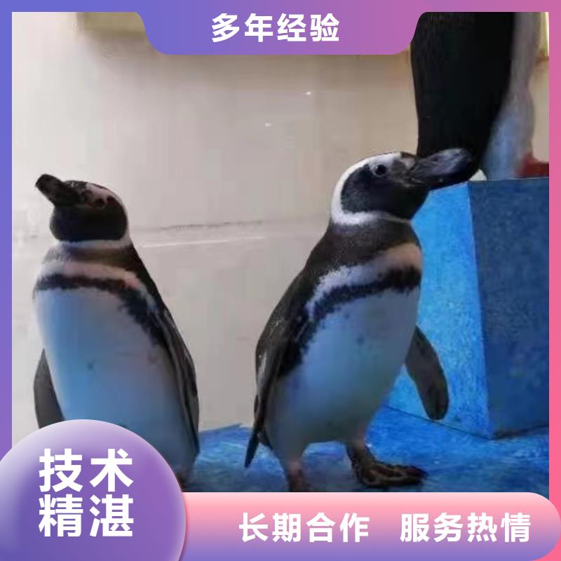 海洋主題動物表演【出租企鵝表演】2025公司