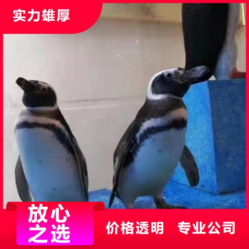海洋主題動物表演海獅表演租賃實力公司
