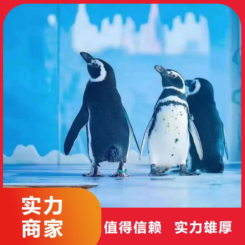 海洋主题动物表演_出租表演鹦鹉实力强有保证