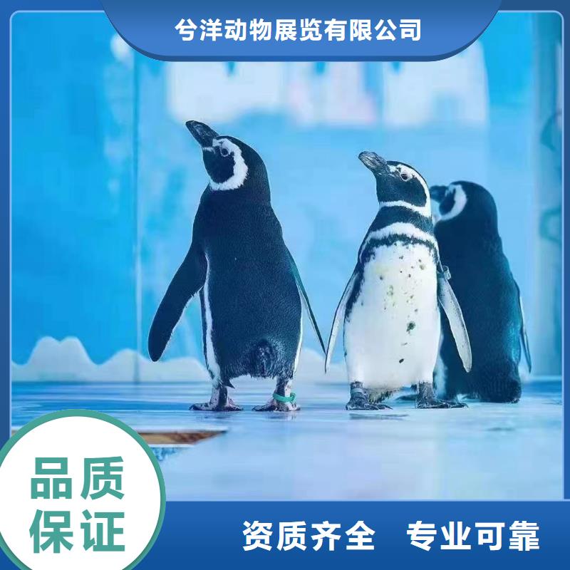 海洋主题动物表演马戏团表演价格低于同行