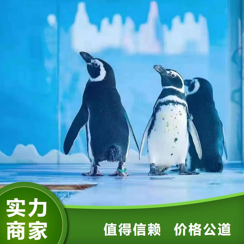 【海洋主題動物表演,【海獅表演出租】口碑公司】