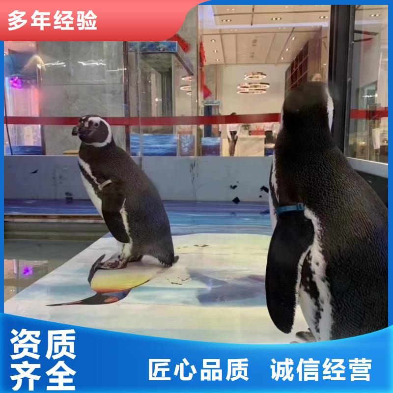 海洋主題動物表演【企鵝演出】明碼標價