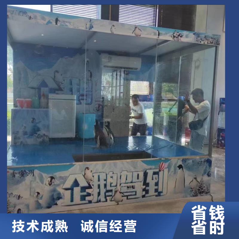 【海洋主题动物表演观赏性羊驼租赁遵守合同】