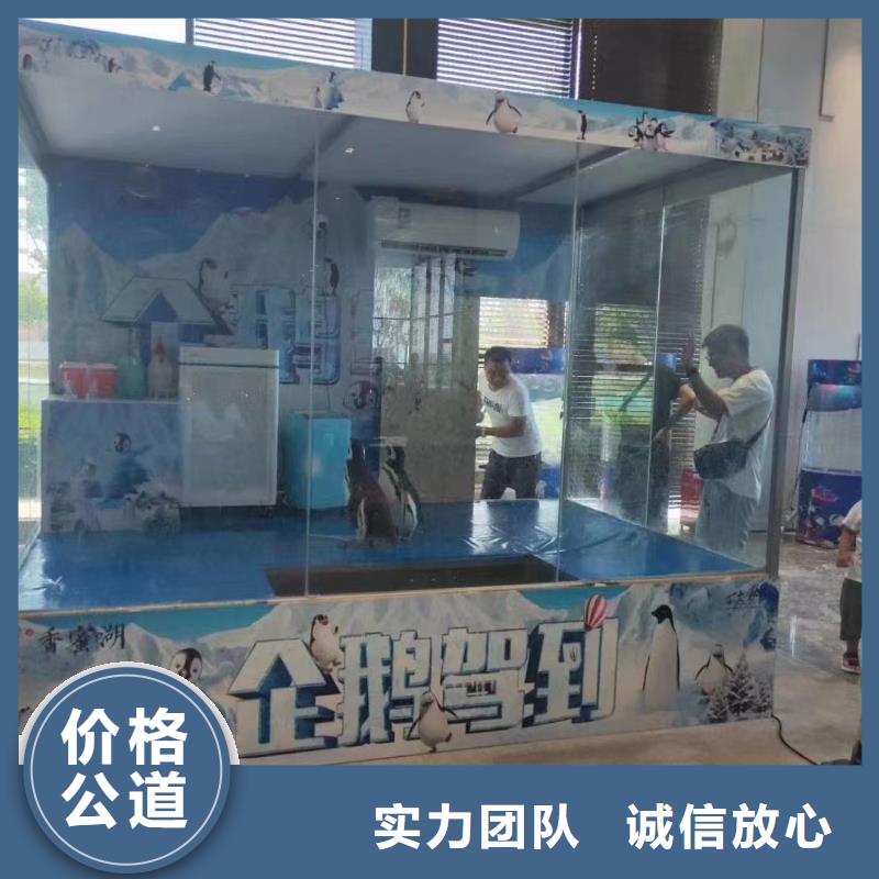 海洋主题动物表演海狮表演出租省钱省时