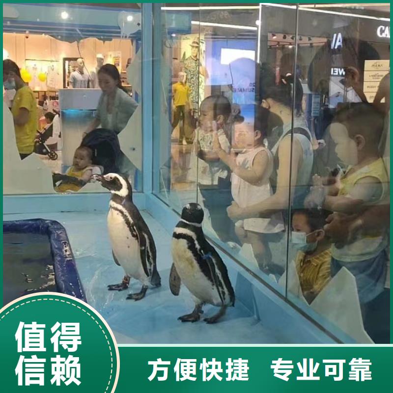 海洋主題動物表演企鵝出租公司