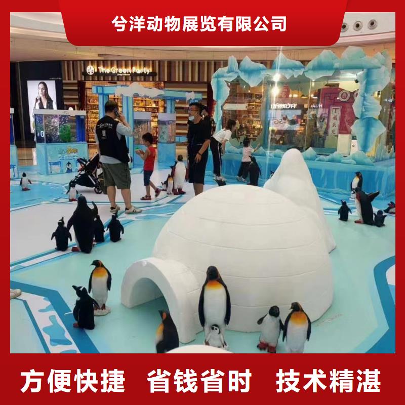 海洋主題動物表演_美人魚表演齊全