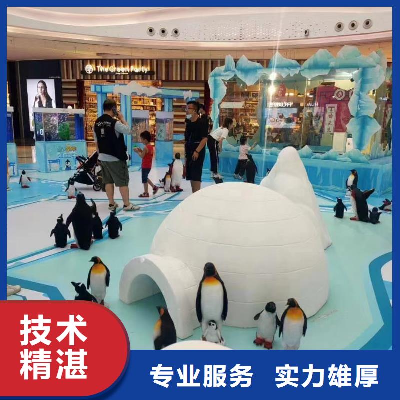 海洋主题动物表演海狮表演出租省钱省时