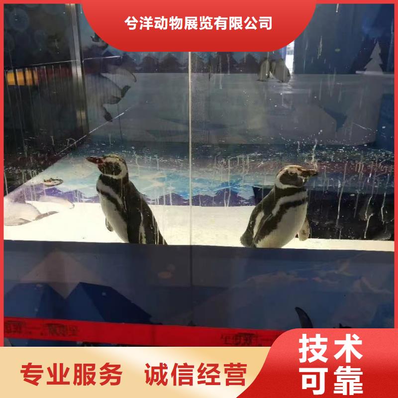 海洋主題動(dòng)物表演海獅表演租賃實(shí)力公司