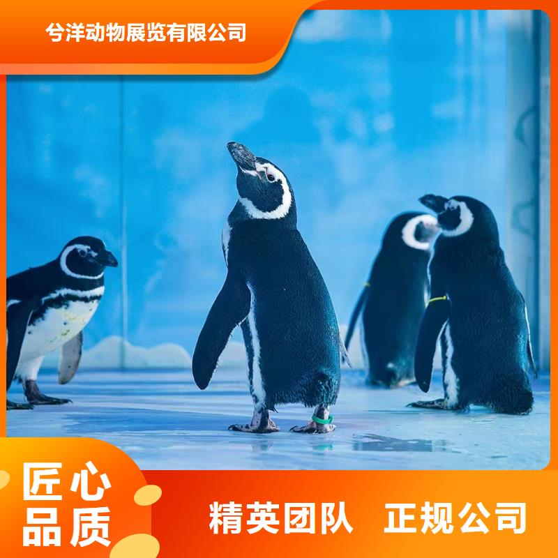 海洋主題動物表演美人魚表演歡迎詢價