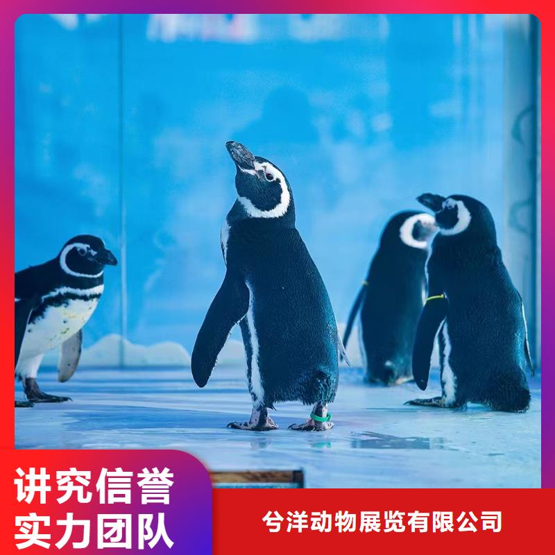 海洋主題動物表演馬戲團出租 有實力