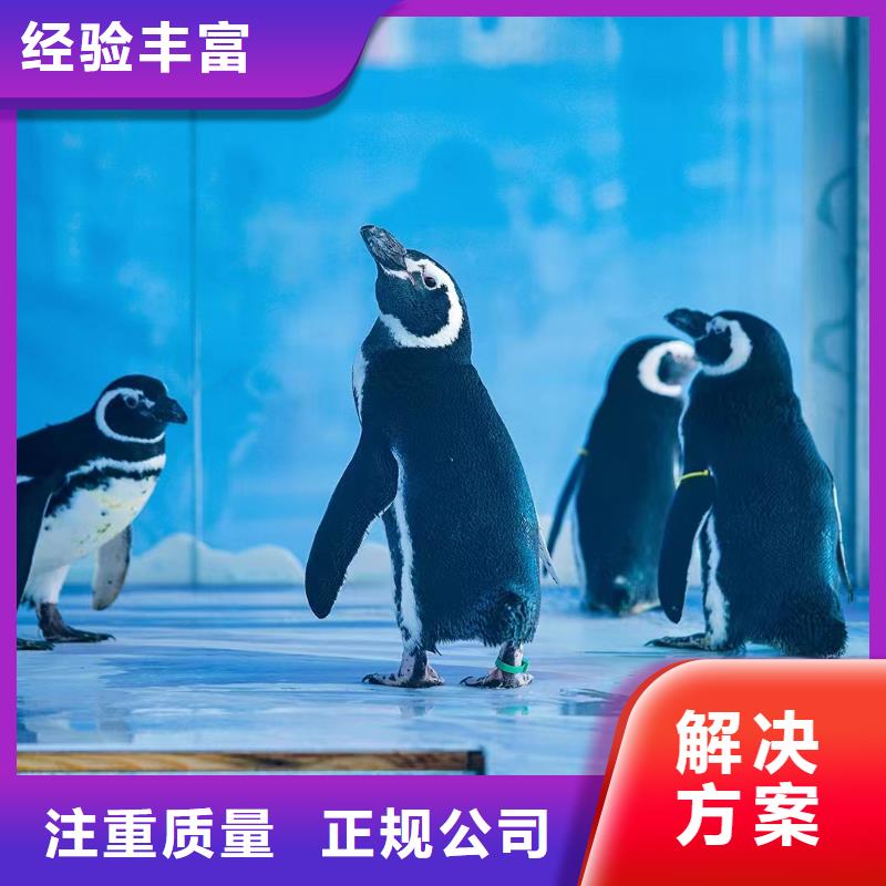 海洋主题动物表演杂耍演出技术精湛