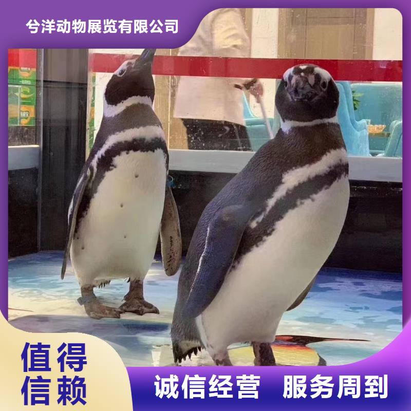 海洋主題動物表演【景區(qū)雜技表演】良好口碑