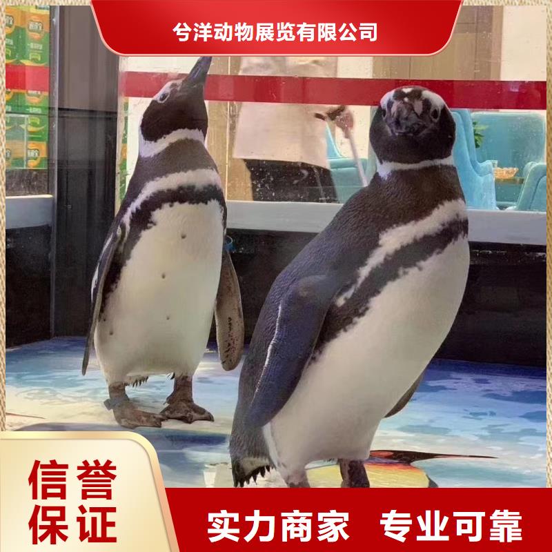 海洋主題動(dòng)物表演 雜技表演專業(yè)服務(wù)