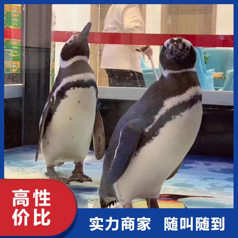 海洋主题动物表演_马戏团表演一站搞定