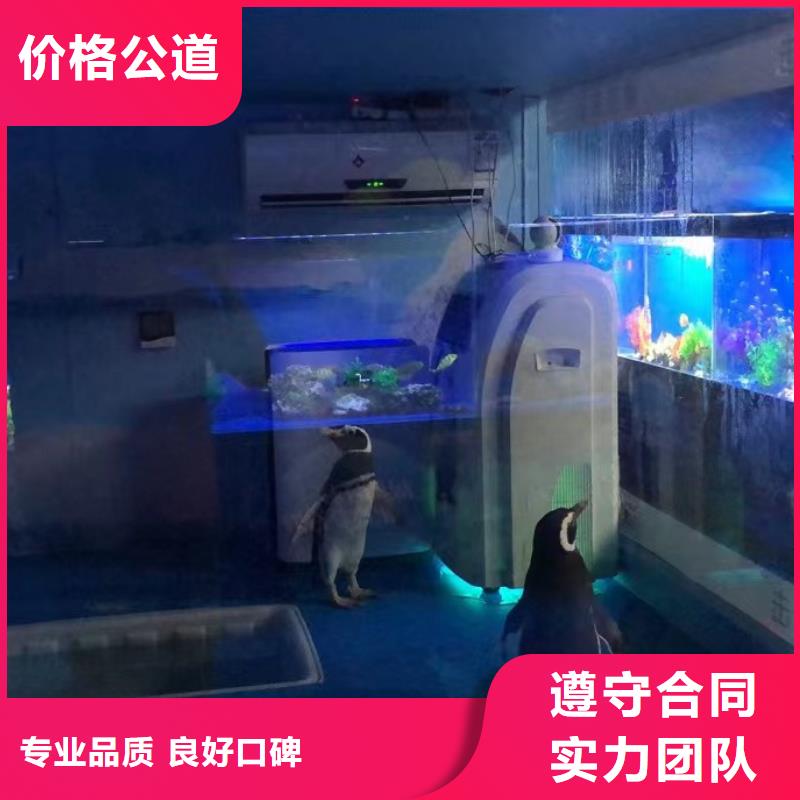 海洋主题动物表演-企鹅出租表演一站式服务