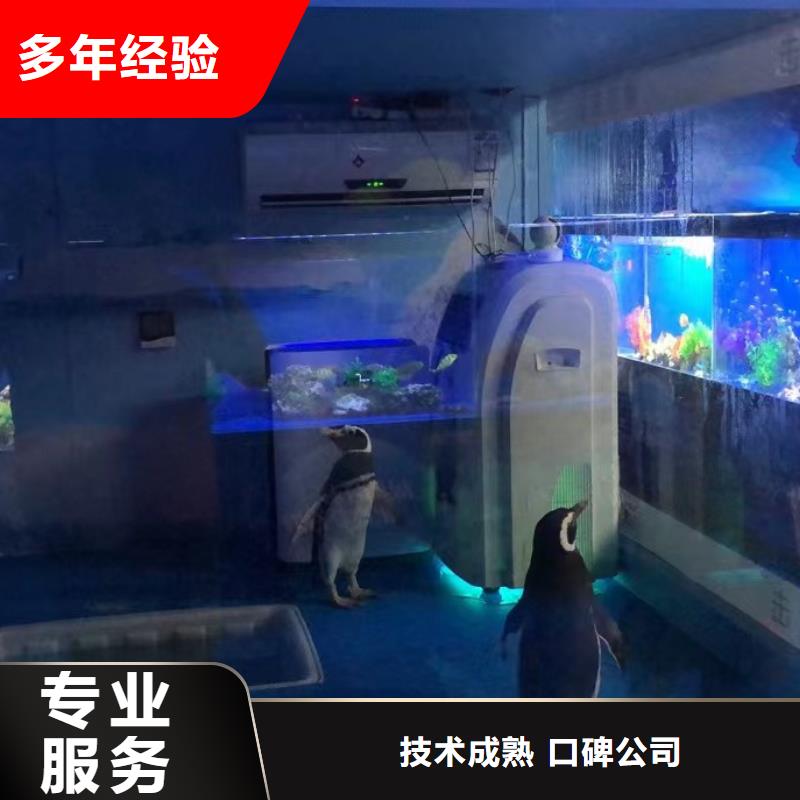 海洋主题动物表演【出租企鹅表演】2025公司