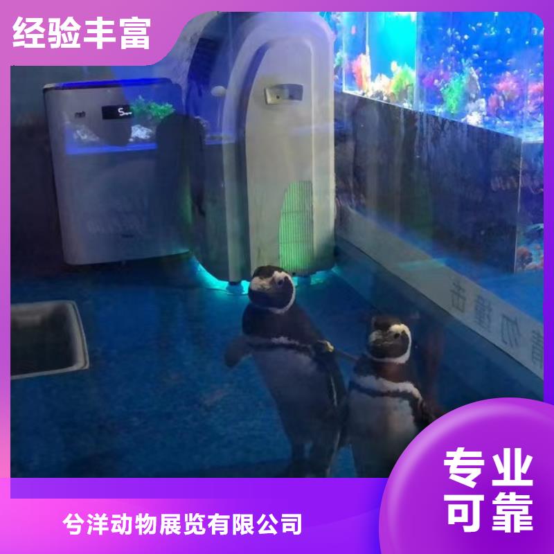 海洋主题动物表演_出租表演萌宠