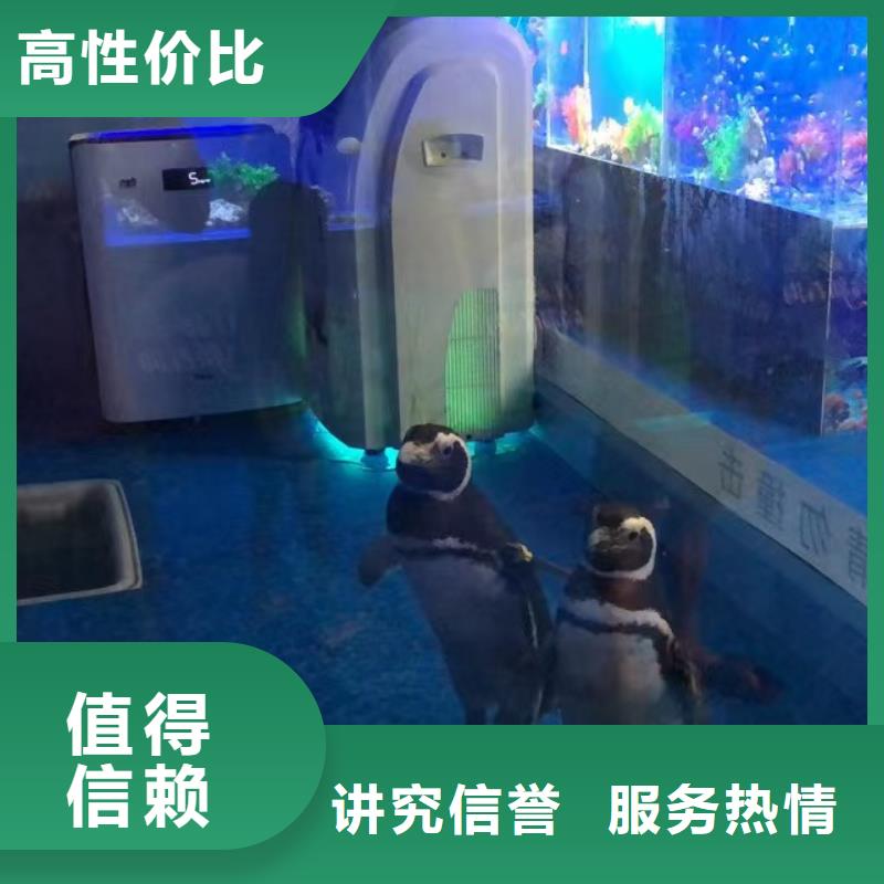 海洋主题动物表演出租表演萌宠解决方案