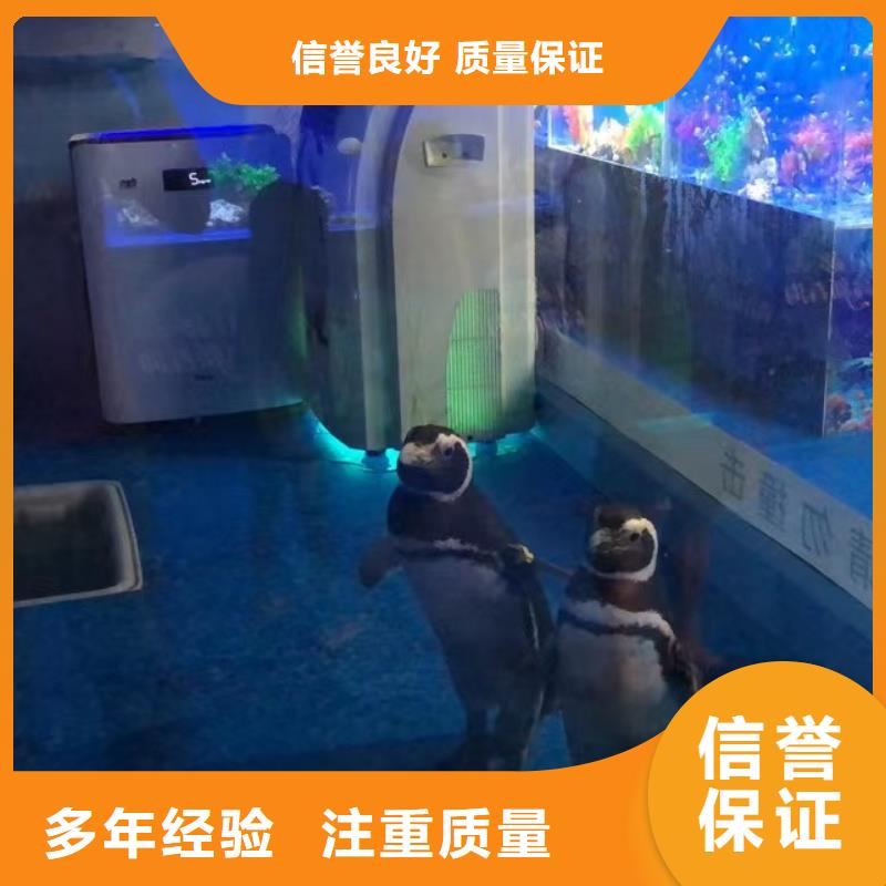 【海洋主題動(dòng)物表演】【海獅租賃表演】品質(zhì)卓越