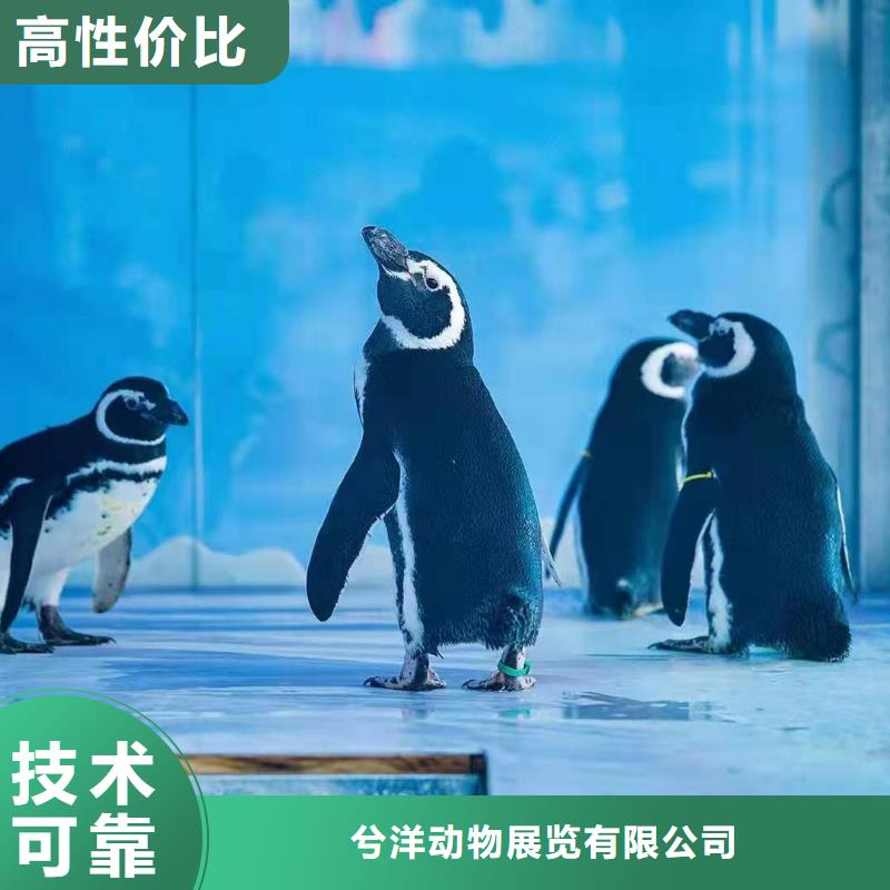 【海洋主題動(dòng)物表演】雜技表演租賃服務(wù)值得信賴