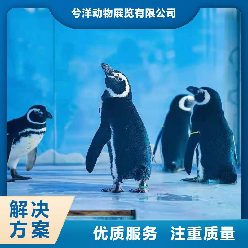 海洋主題動(dòng)物表演,水族海洋展精英團(tuán)隊(duì)