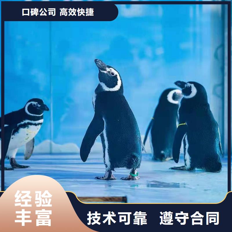 海洋主題動物表演 【【馬戲團(tuán)表演出租租賃】】比同行便宜